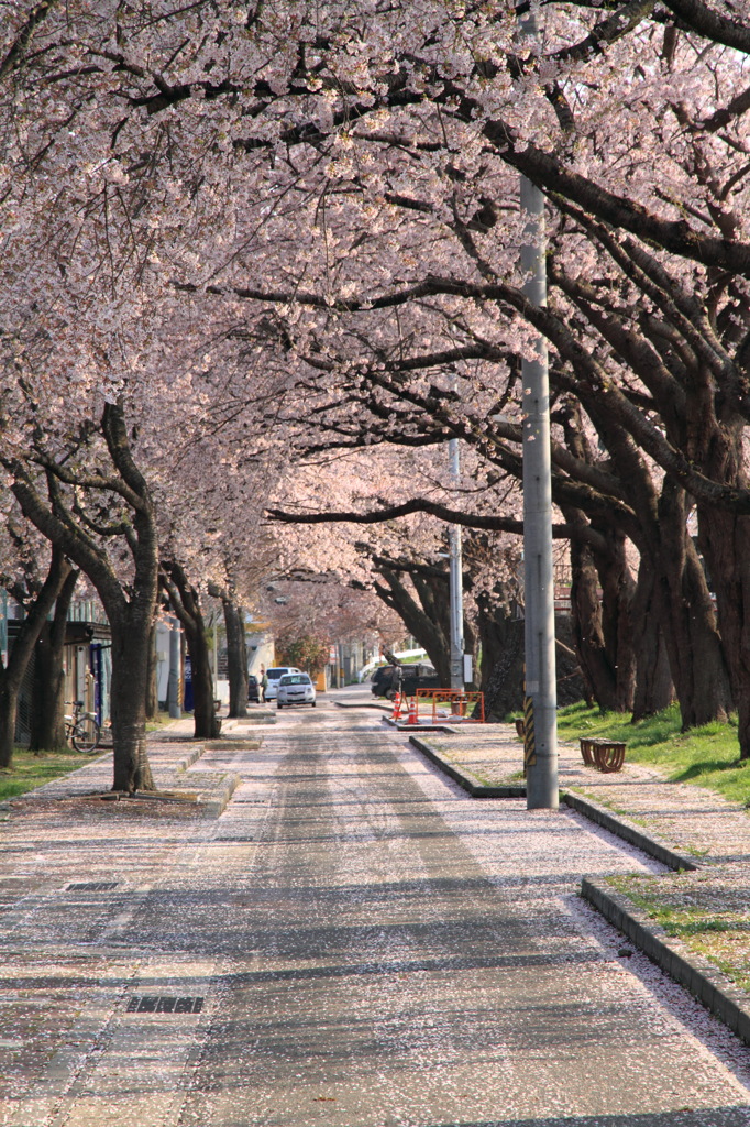 桜道