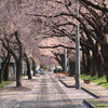 桜道