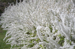 雪柳