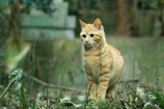 にゃんだろう？