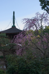 枝垂れ桜