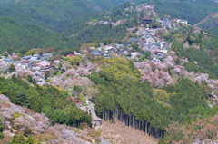 吉野山