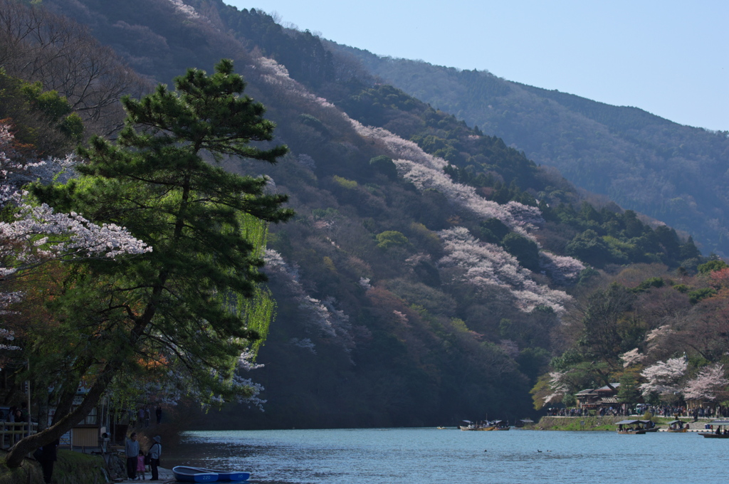 春の嵐山