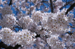 桜咲くら2