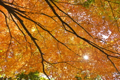 山吹色