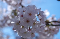桜のブーケ2