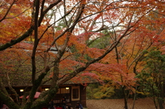 朱色茶屋