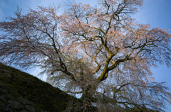 又兵衛の桜