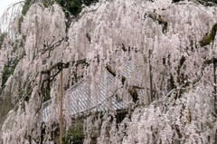 大野寺のしだれ桜