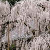 大野寺のしだれ桜