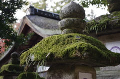 ド根性草