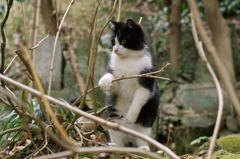 二足歩行にゃんこ