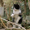 二足歩行にゃんこ