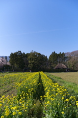 菜の花の道