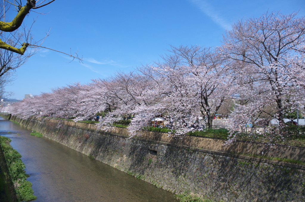 桜の滝