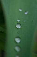 水玉