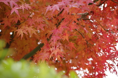 _IGP2735R