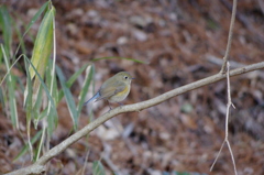 ルリビタキ♀