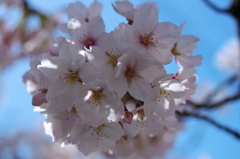 桜のブーケ1