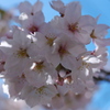 桜のブーケ1