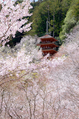 春の長谷寺