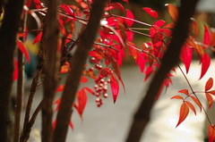 紅色
