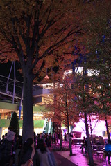 夜景と紅葉