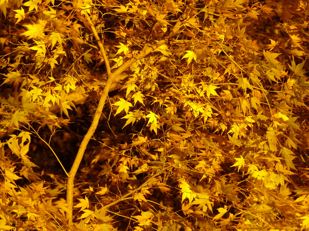 黄金色に照らされる紅葉