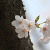 小さな僕だけど。