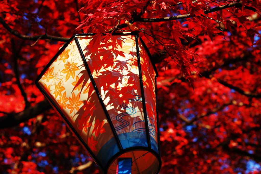 燈篭に移る紅葉。