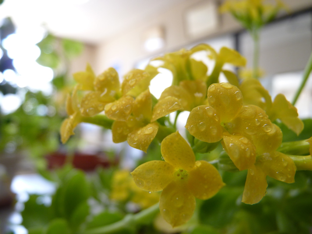 お花
