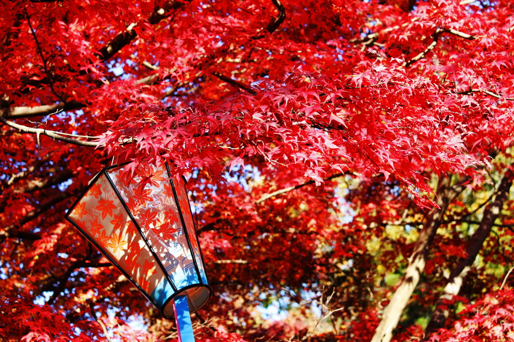 紅葉1