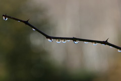 雫