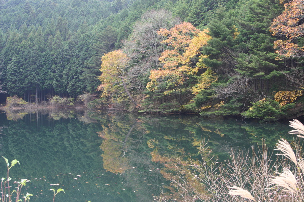 Autumn leaves and a pond.