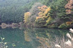 Autumn leaves and a pond.