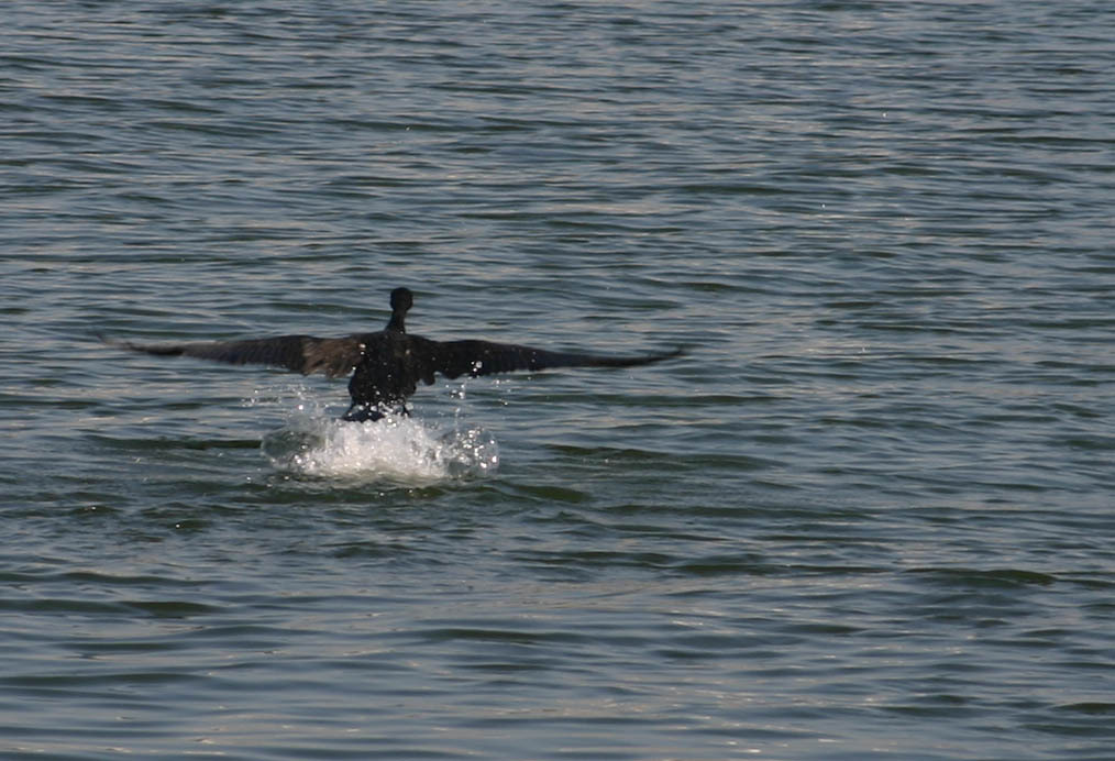 Bird's take off