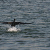 Bird's take off