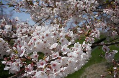 2009年の桜