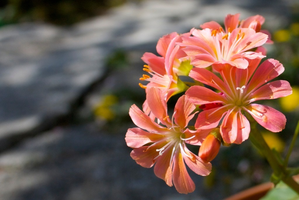 花