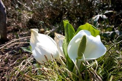 水芭蕉の花が匂っている