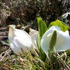 水芭蕉の花が匂っている