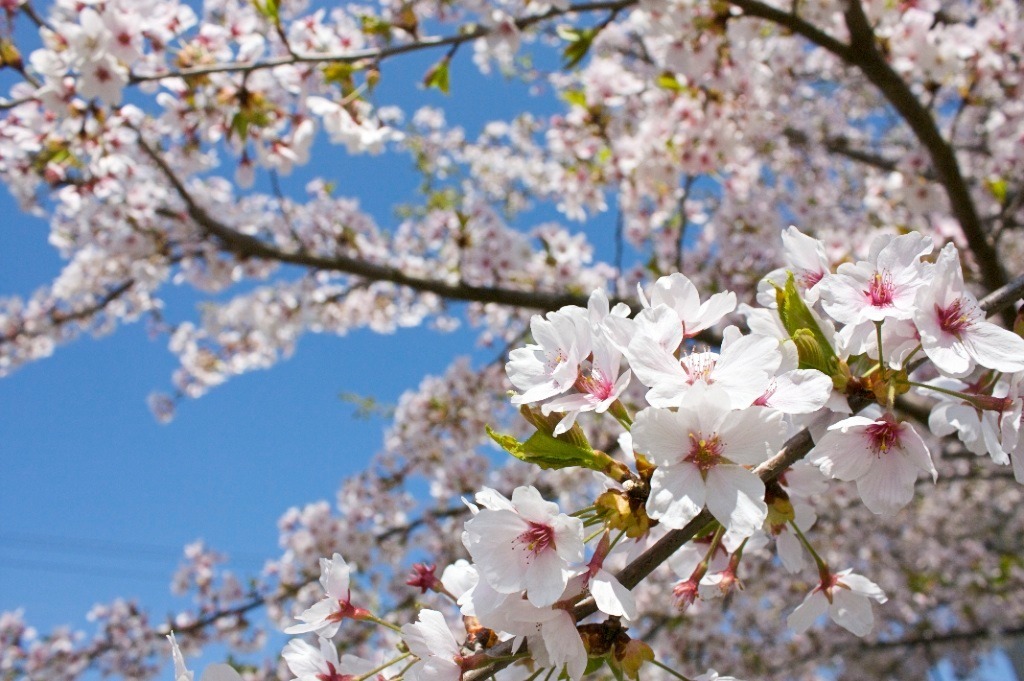 桜桜