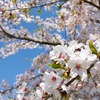 桜桜