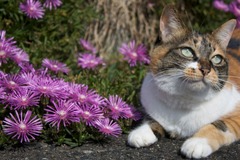 花と猫