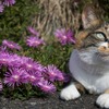 花と猫