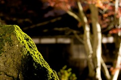 苔のむすまで