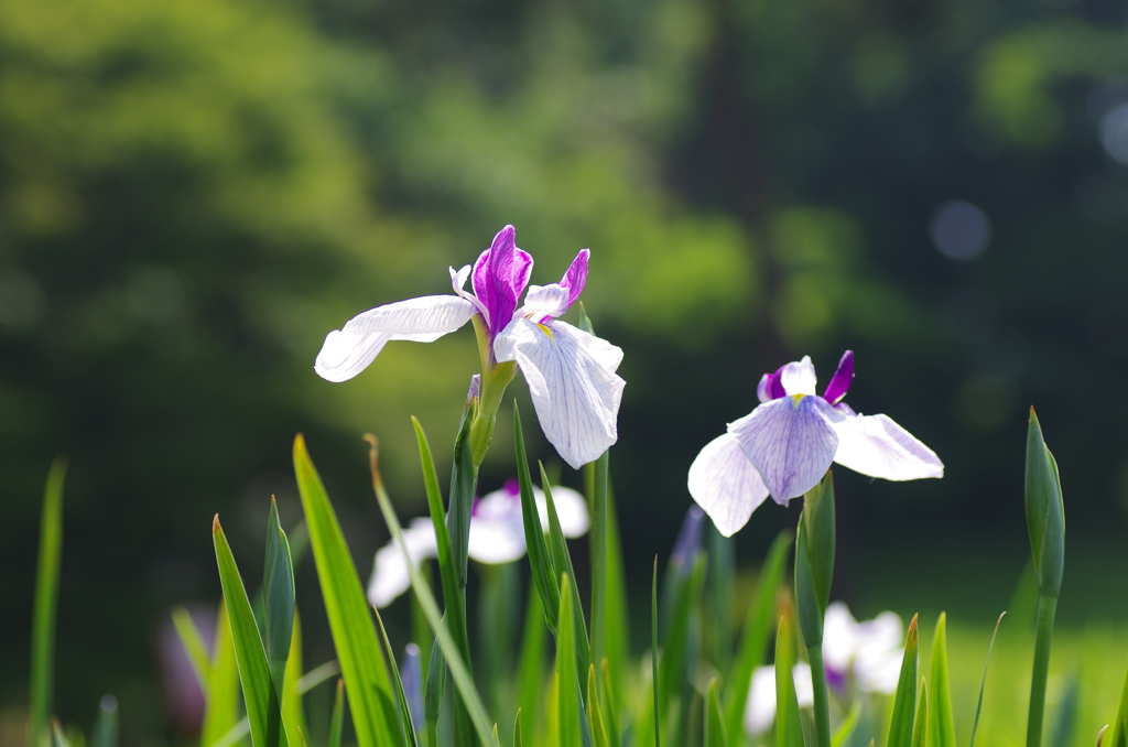 花菖蒲の舞　天に向かい