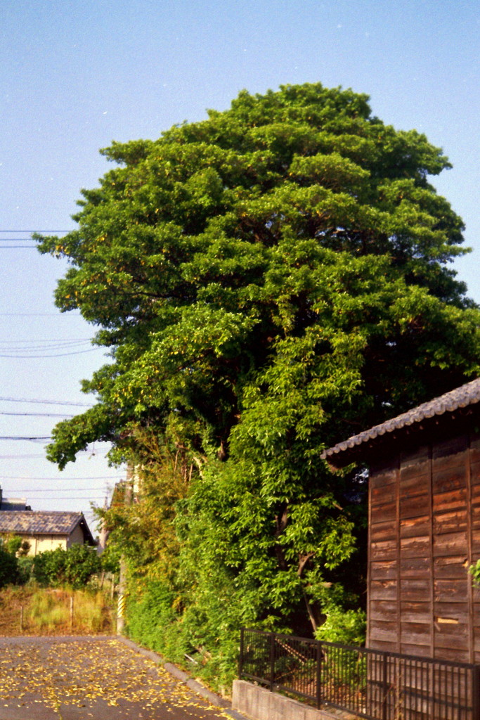 白藤の住処