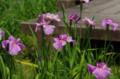 花菖蒲の舞　蜂もクラクラ