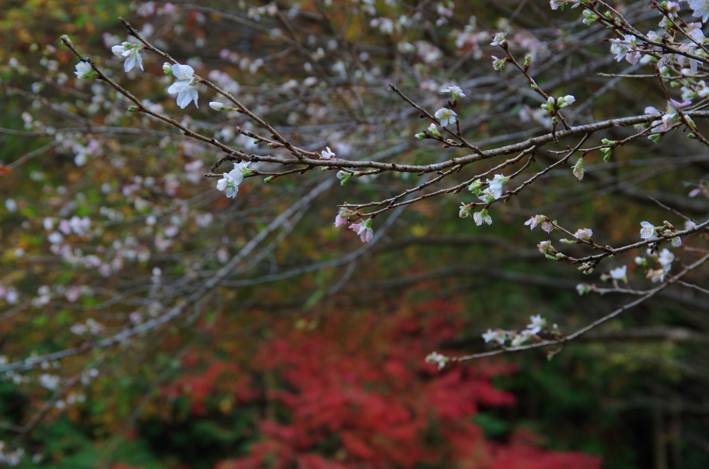 四季桜　紅をそえて